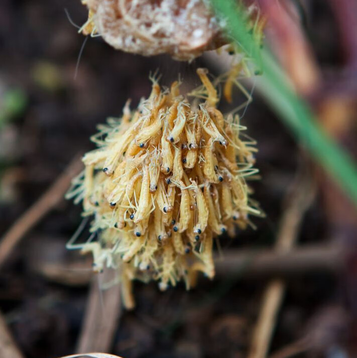 螳螂活体大刀广斧巨型螳螂强健凶猛小朋友学生饲养活体昆虫宠物 大刀