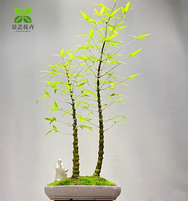 小叶簕竹蕨老桩正宗小叶刺竹勒竹佛肚竹观音竹连体竹成品竹子盆景 小叶簕竹专用土【9.8斤】 裸根不带叶子不含盆