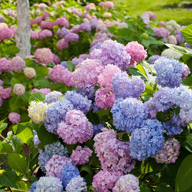 大花绣球花系列无尽夏阳台花园庭院花卉植物八仙花 无尽夏 100#盆栽苗