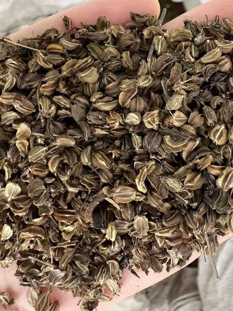 芗苒羌活种子四季种植用种籽籽 羌活种子一斤