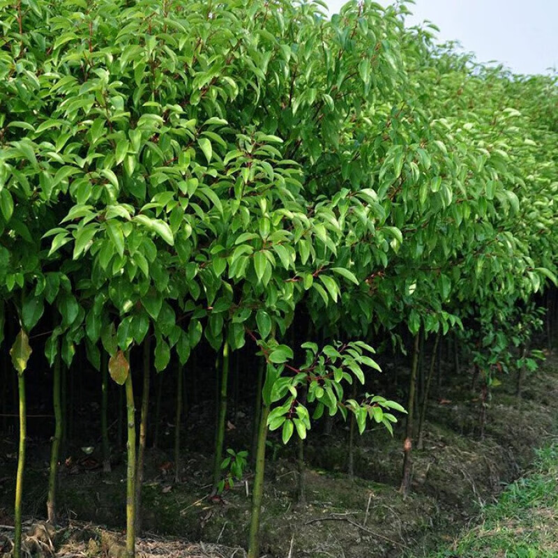 香樟树庭院植物大小叶香樟树四季常青驱蚊植物南北方种植庭院别墅树苗