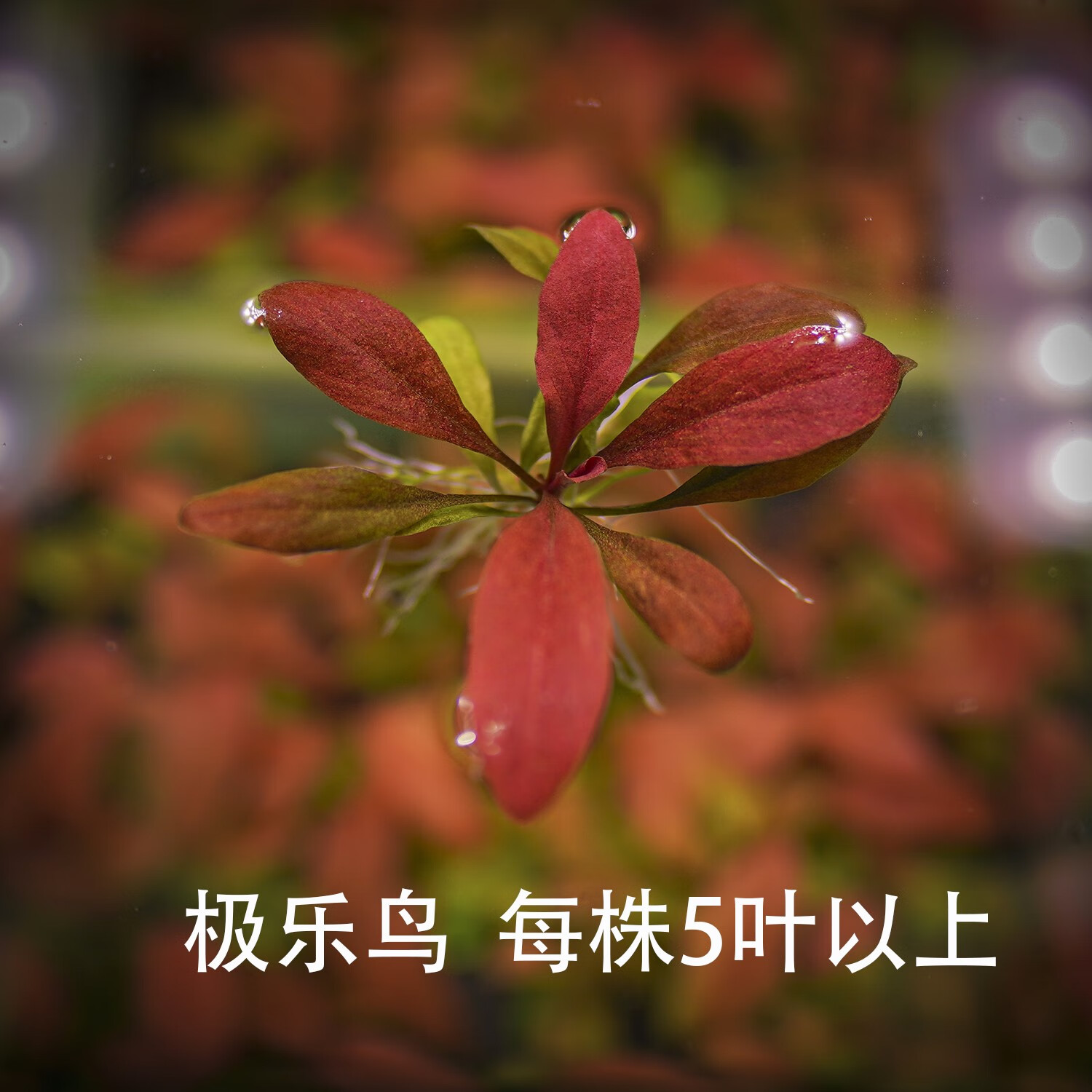 鱼缸造景红色稀有水草极乐鸟红宝石中后景水下叶 极乐鸟1棵