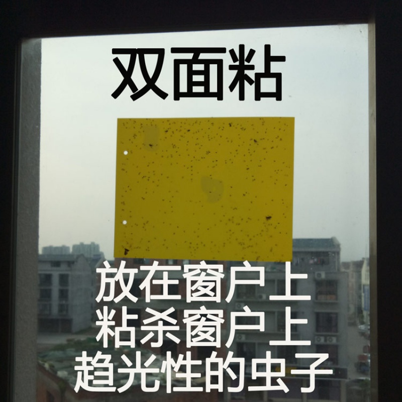 空消灭杀苍蝇蚊小飞虫粘蝇板 抓飞蛾贴纸粘虫板蛾蠓蚋家用厨房阳台 20