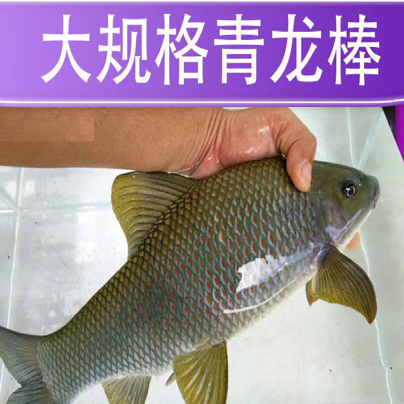 桂华鲮鱼青龙棒鱼新品沉香鱼青衣鱼稀有淡水原生广温性底层观赏 青龙