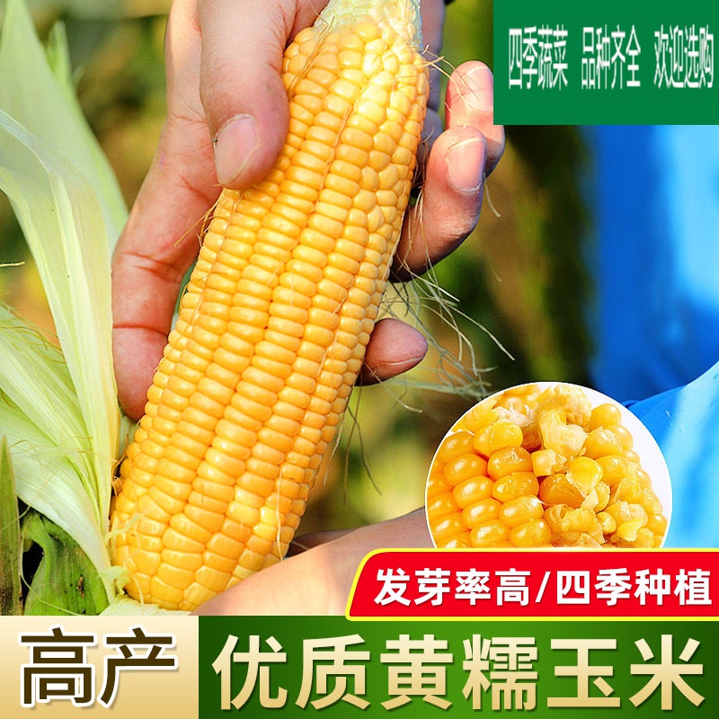 黎昕  玉米种子 黄甜糯玉米种子早熟黄糯玉米籽孑大棒超甜春季播种玉