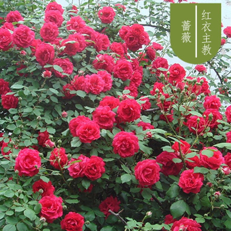 玫瑰月季花苗 盆栽地栽大花浓香花卉庭院室内阳台植物 红衣教主(三颗)