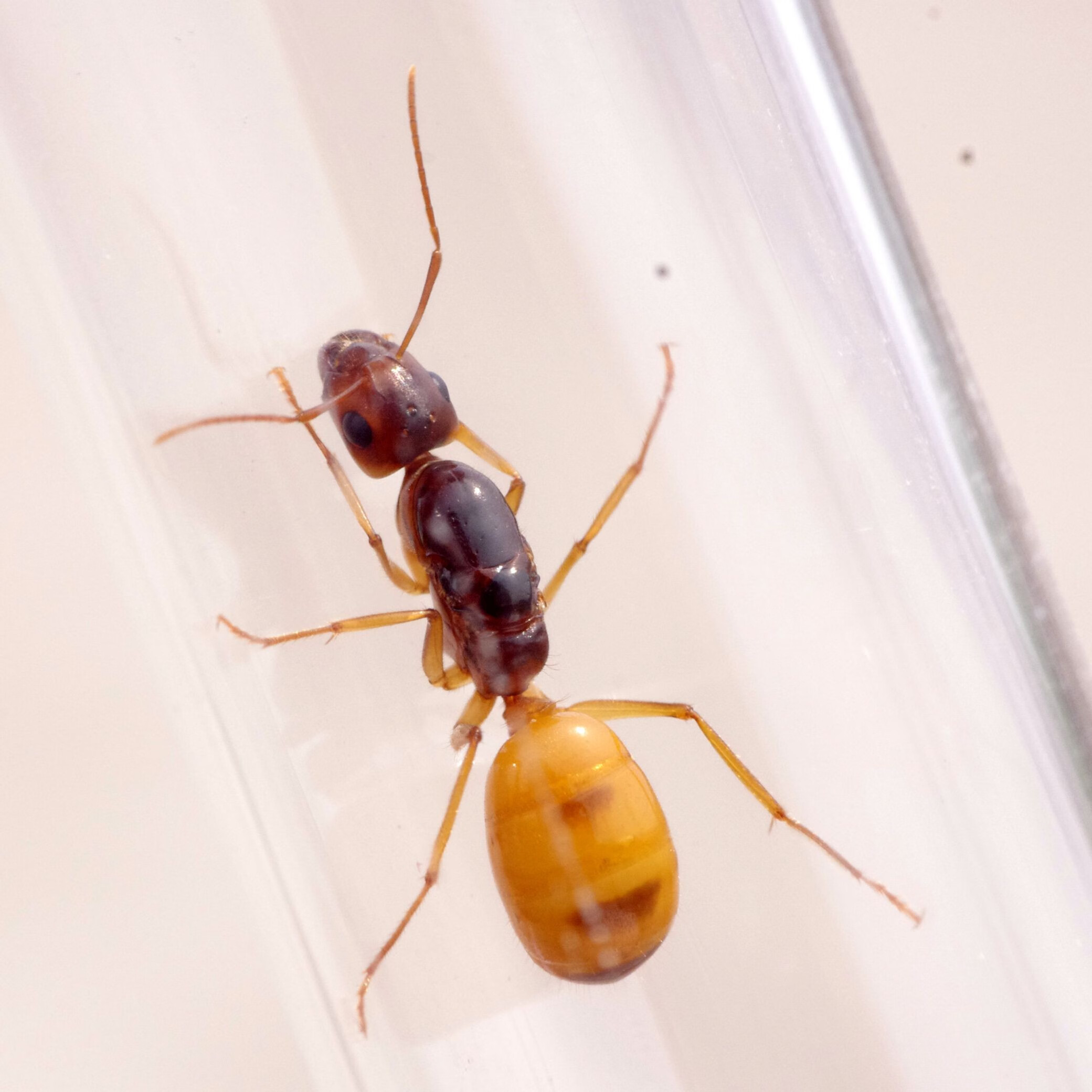 虹弦见黑金土耳其弓背蚁camponotus turcestanus宠物蚂蚁世界工坊摄影