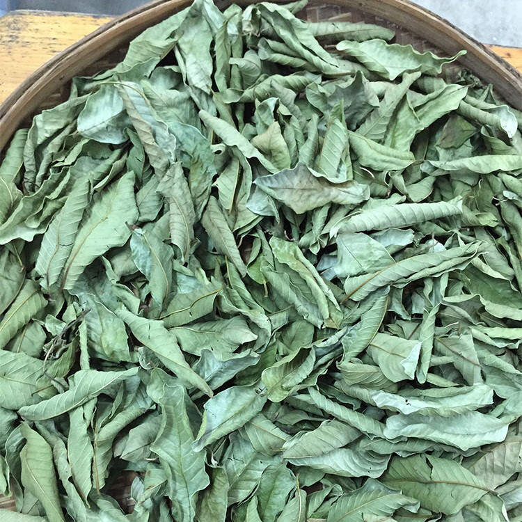 新鲜现摘红心番石榴叶子1斤装番石榴叶自然晒干