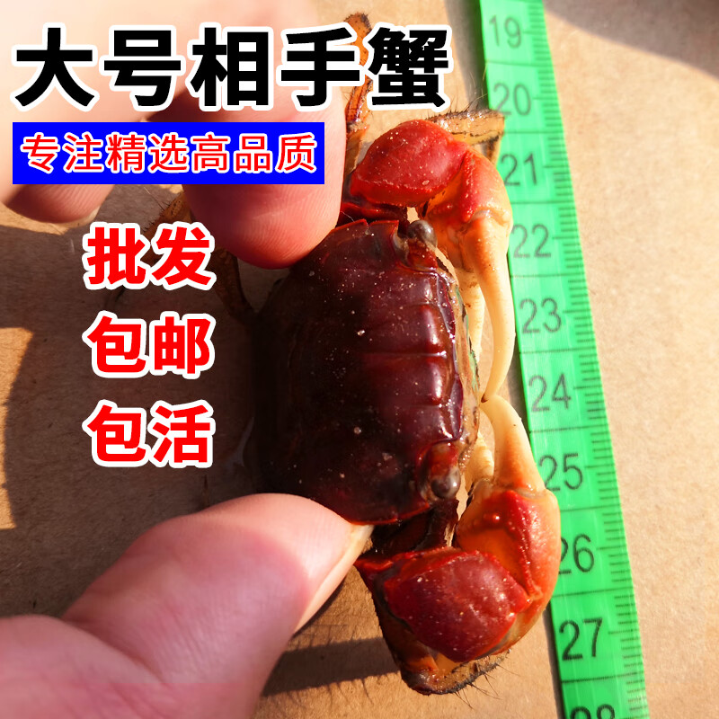 红鳌鲜活相手蟹活体迷你宠物辣椒淡水观赏水族用品水路