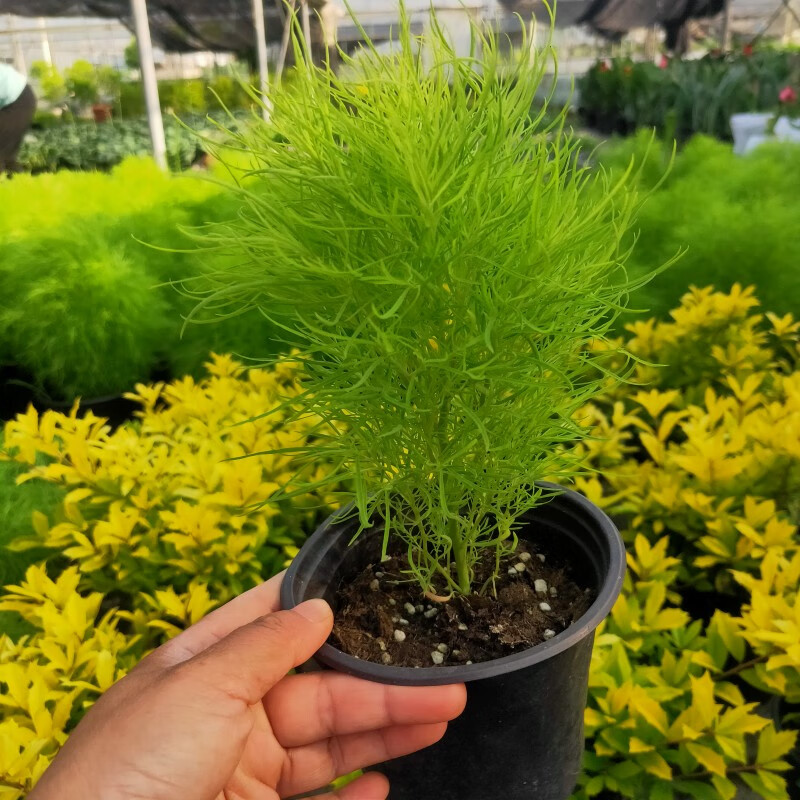 花嫁衣地肤草盆栽成品大苗孔雀松花卉绿植花园阳台花镜造景观叶植物地