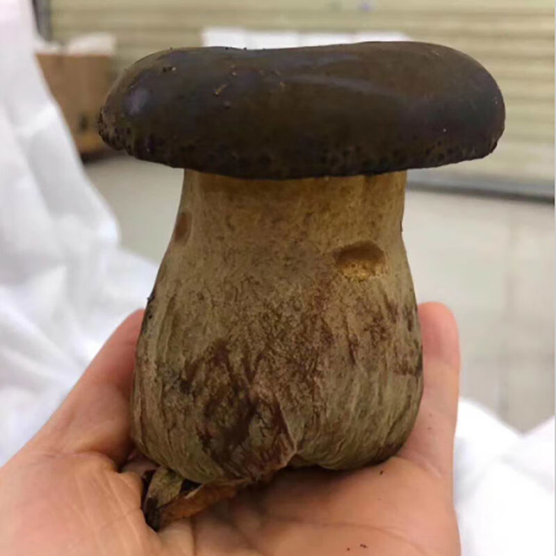 smvp黑牛肝菌野生云南省特产新鲜菌子野生菌类鲜货新鲜蔬菜食用鲜菌菇