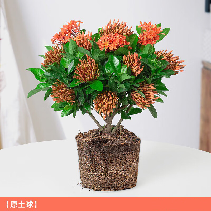 春枝韵定制龙船花盆栽阳台庭院室内外绣球小叶绿植四季常青开花卉好