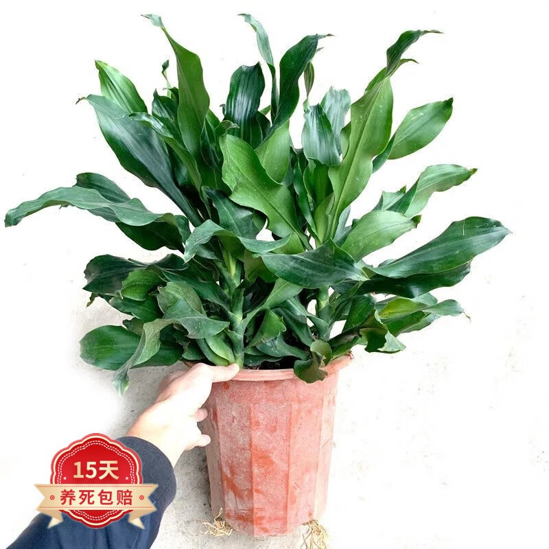 浩胜 青铁巴西铁螺纹铁大型花卉绿植盆栽 四季常青 螺纹铁高约50