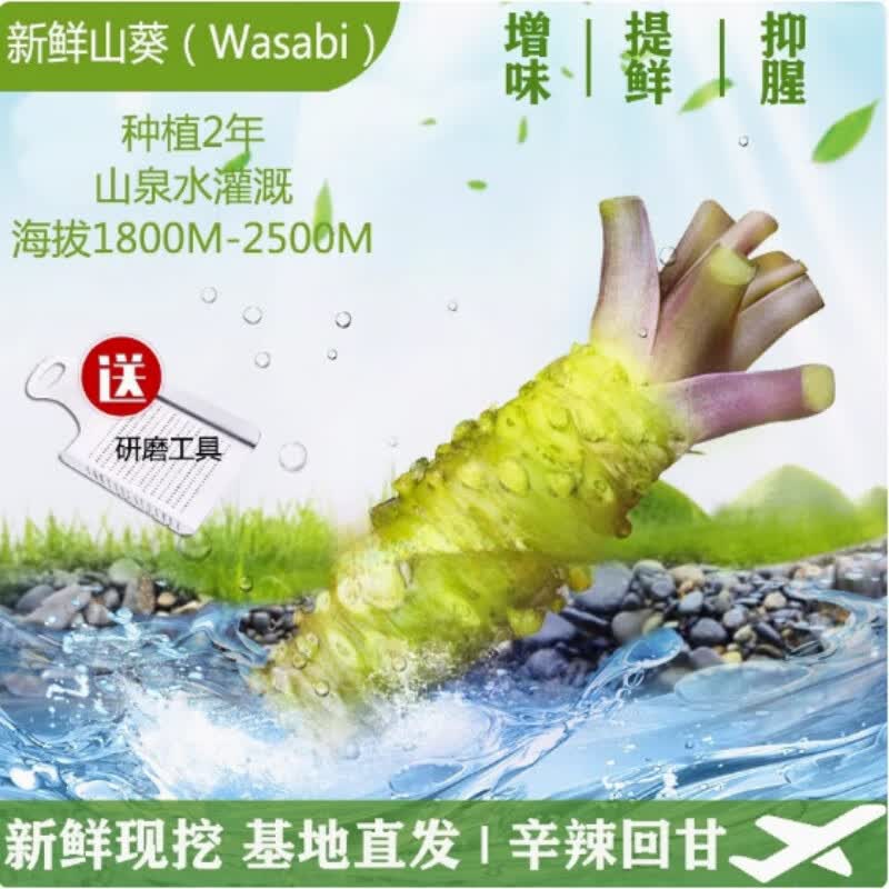 花芊茗 新鲜鲜山葵根当季山葵根鲜山葵芥末辣根时令现挖刺身伴侣料理