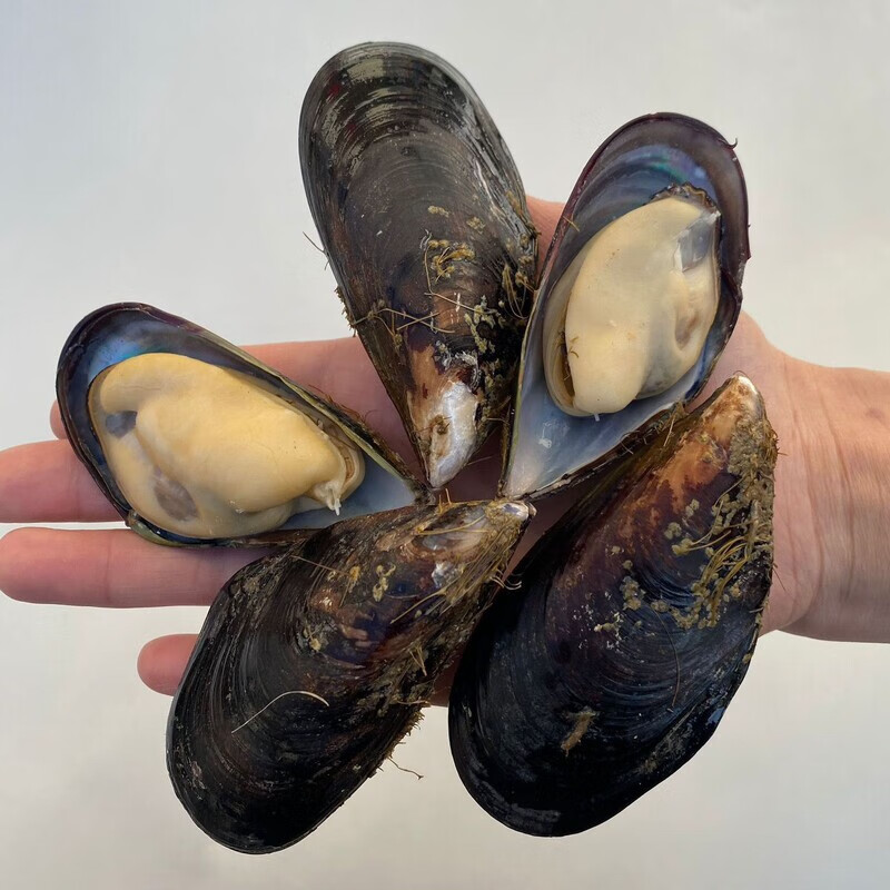 大青口贝鲜活无沙海虹淡菜贻贝紫口贝贝类海鲜水产整箱包邮 净重1斤