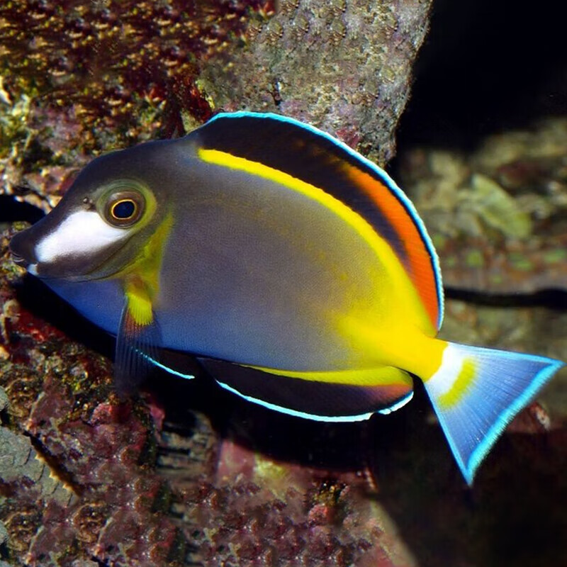 七彩天狗火箭吊倒吊类食藻除藻海水鱼活体海水缸观赏鱼已检疫 七彩吊