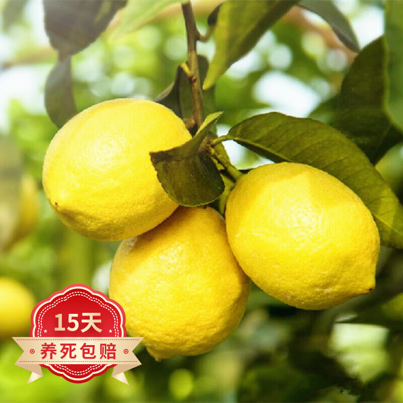 苗木查历史价格|苗木价格历史