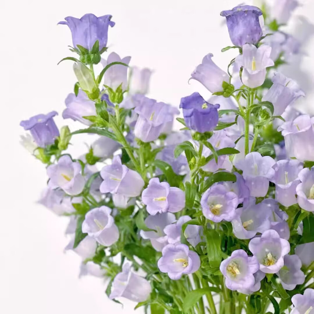 风铃花鲜花云南昆明基地直发风铃草铃铛家庭插瓶养护鲜切花 随机色