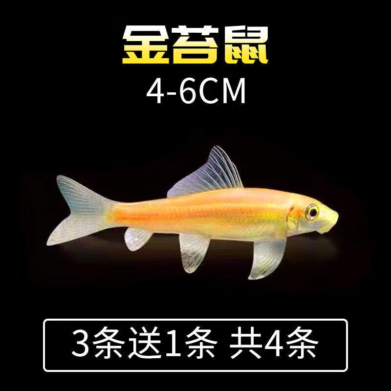 墨一鱼金苔鼠淡水鱼缸清洁鱼热带观赏鱼吃鱼粪便垃圾清理藻类鱼 金苔鼠3条+1条共4条