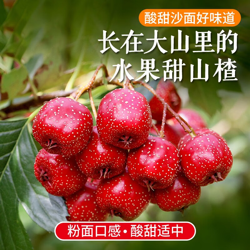 人家山区甜山楂果 新鲜水果山楂 酸甜可口 大小混发山里红果小金星1斤
