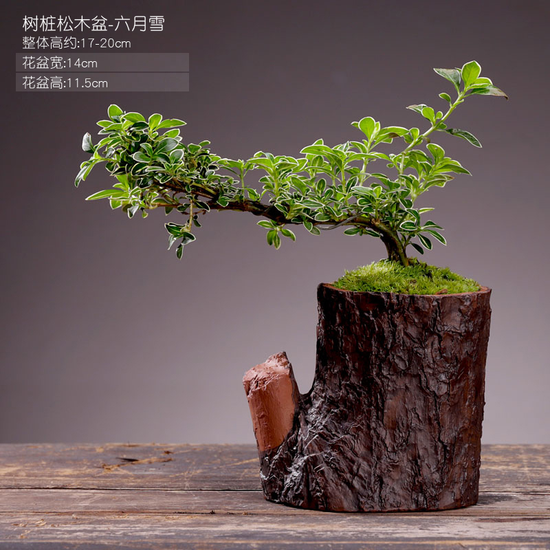 小叶紫檀盆景绿宝幸福树植物树桩盆栽六月雪老桩造型室内桌面摆件