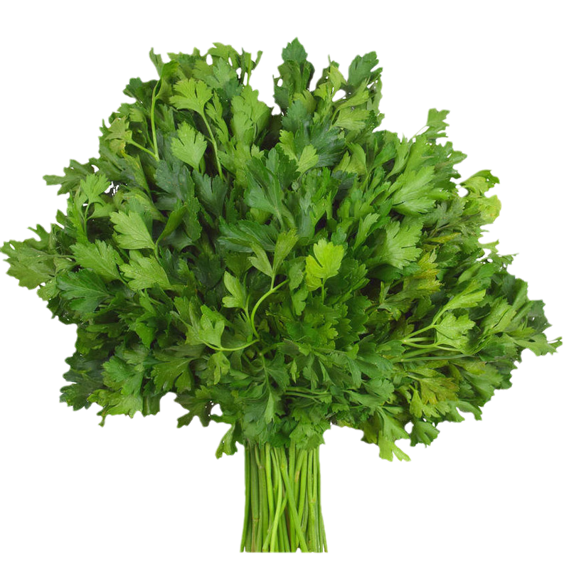 長耕香菜種子大全大葉芫荽種子庭院陽臺盆栽蔬菜種子抗熱小葉香菜種籽 山東大葉香菜種子20克+50g有機(jī)肥