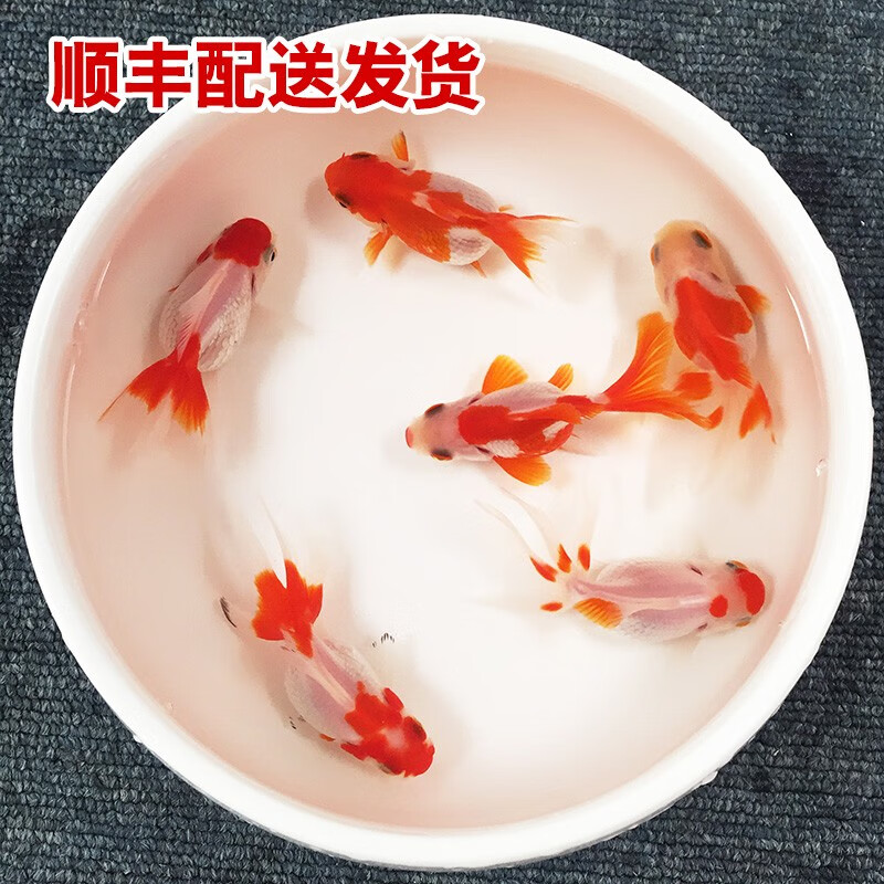 查看水族活体价格走势用什么App|水族活体价格比较