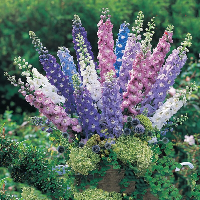 萌吖吖萌吖吖花卉种子 切花系列花园观赏花卉种子 大花飞燕草神秘之水