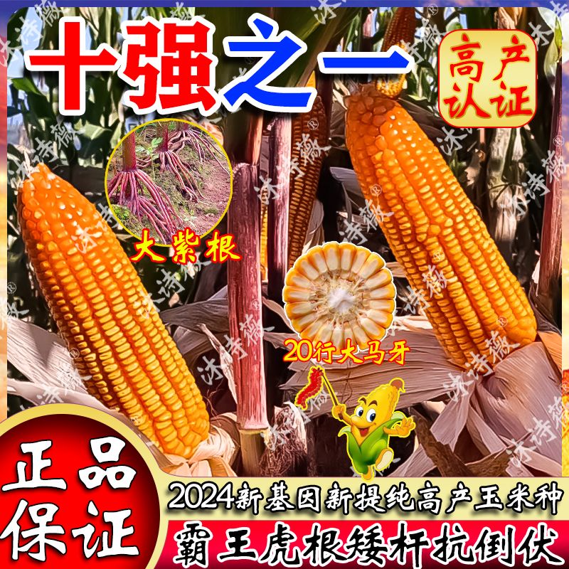 京科968玉米简介图片