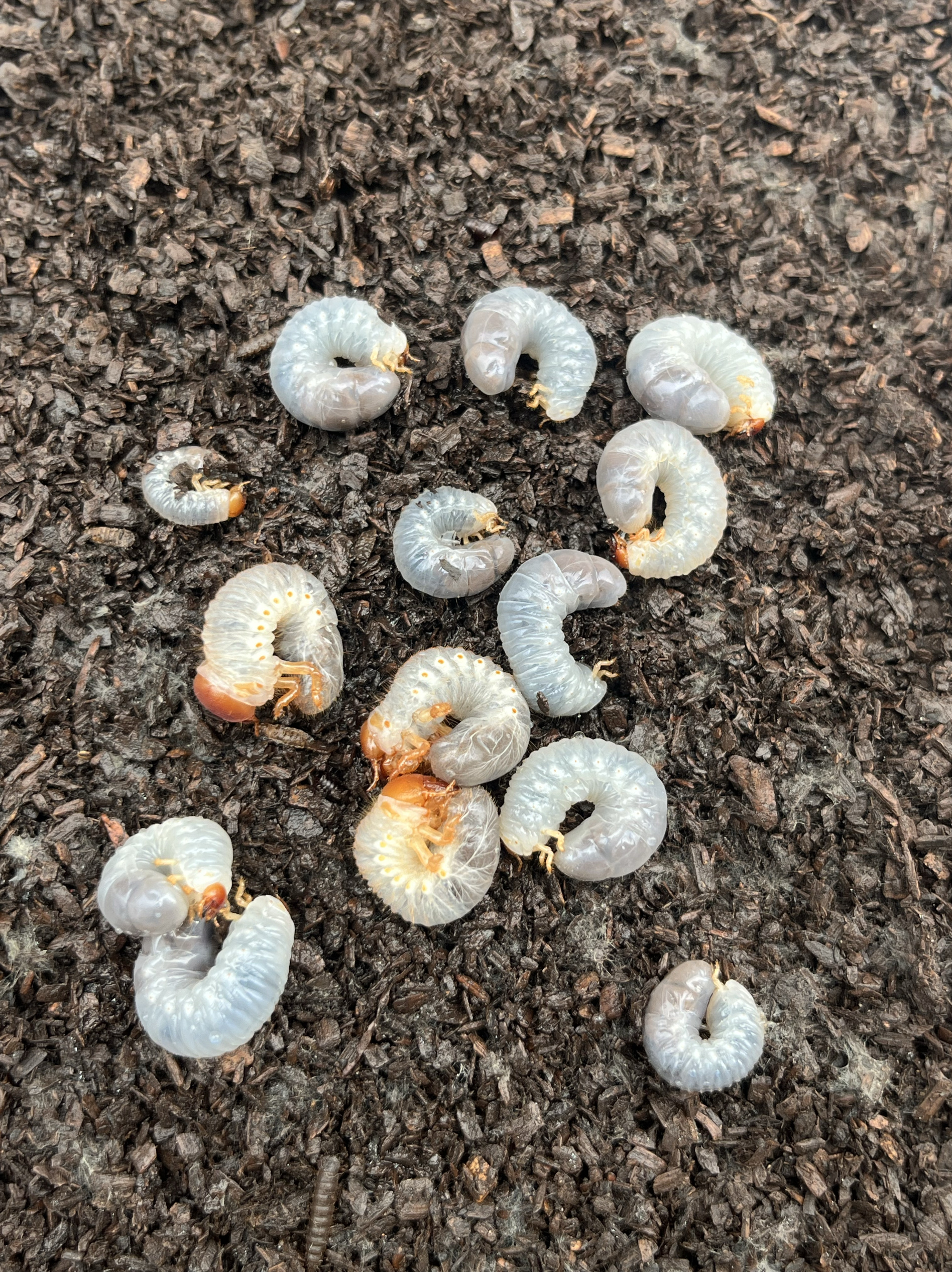 长戟大兜虫dhh海格力斯甲虫爬虫非独角仙 血统幼虫l1