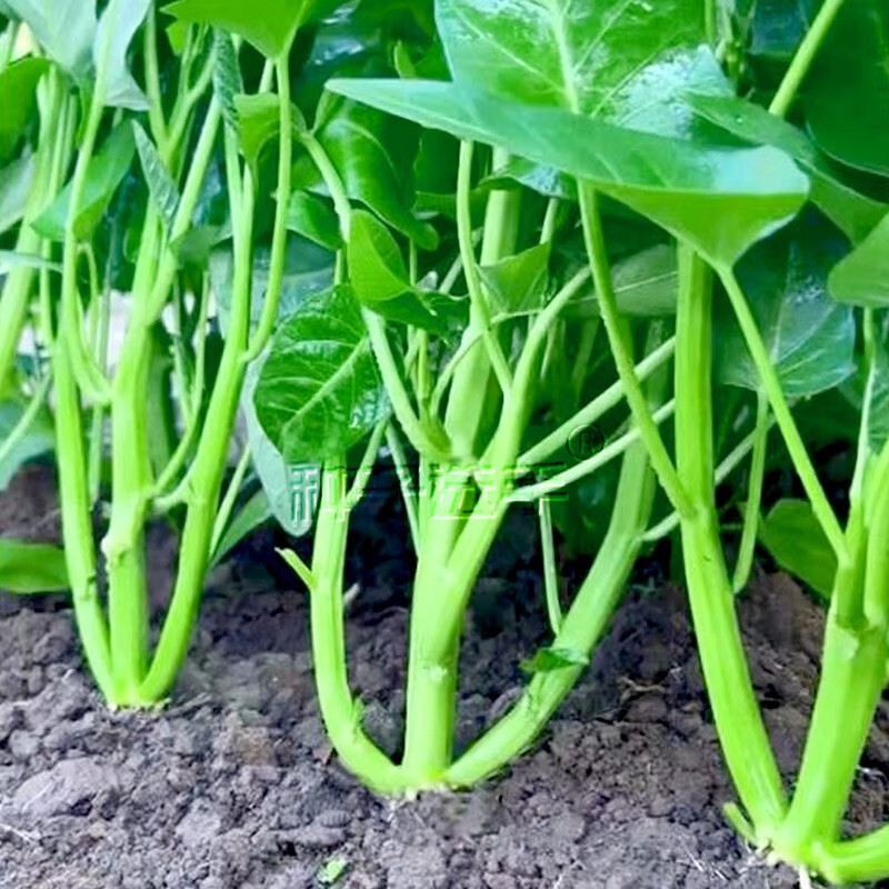 农之子(nongzhizi) 小叶空心菜种子籽春季苗水培四季蔬菜柳叶细叶