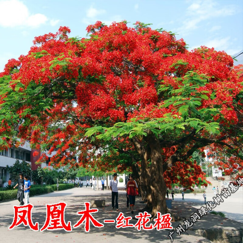 红花楹小苗庭院公园开花凤凰木树苗景区观花植物 凤凰木20-30cm高