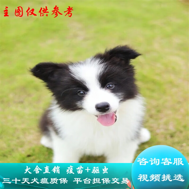 桓瑞宠物边牧犬黑白色陨石色边境牧羊犬幼犬幼崽纯种宠物狗狗活体保健康 宠物级A款 公属于什么档次？
