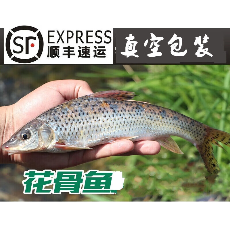 lism花骨鱼苗麻花鱼鸡浪鱼花姑鱼鸡虾苗花吉发顺丰速运 花骨鱼2斤