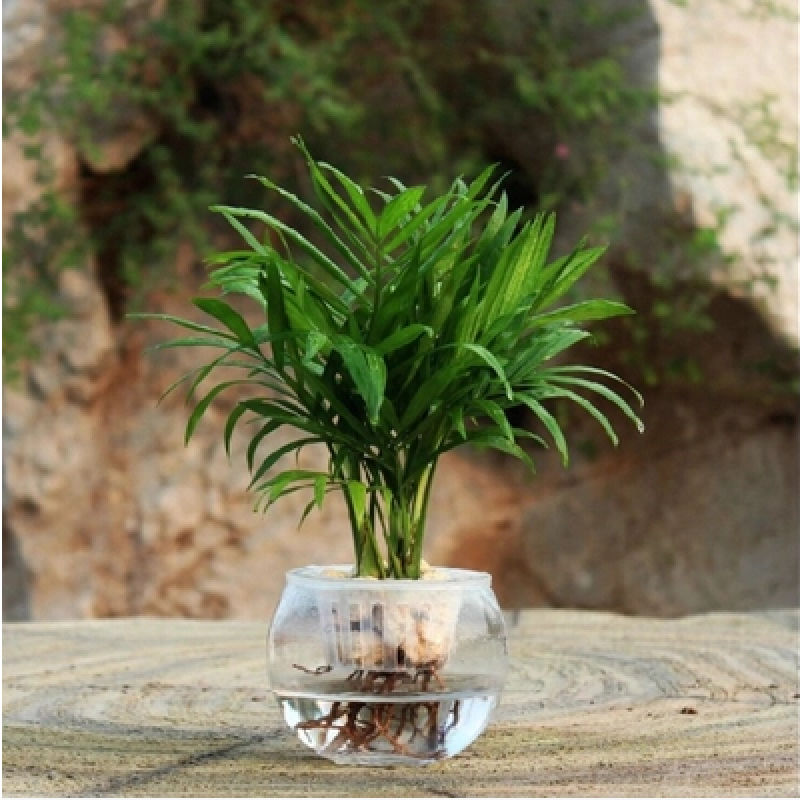 昊兰诺水培 袖珍椰子 水生水养绿色盆栽花卉植物 迷你植物办公桌绿植