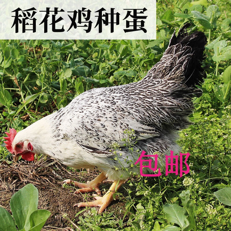 稻花鸡种蛋种蛋受精蛋可孵化小鸡活苗仔珍禽受精卵土鸡蛋10枚 (稻花鸡