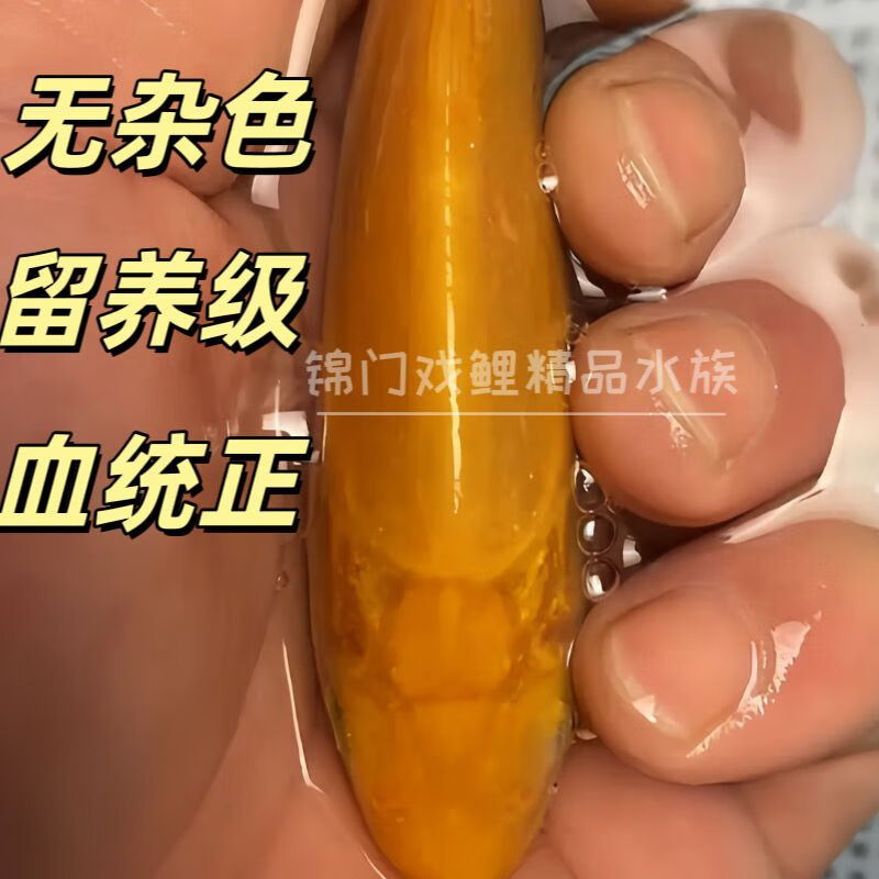日本活体锦鲤黑眼赤目芥子锦鲤纯种小西血统介子胆大巨型观赏鱼 纯种