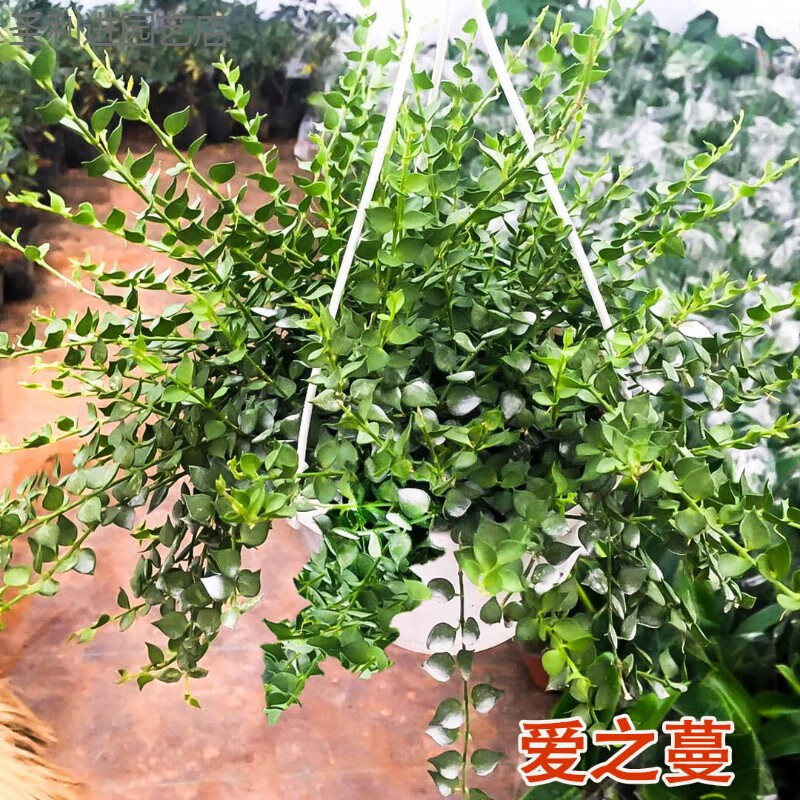 懿儱佩阳台垂吊绿植盆栽吊兰植物桌面小绿植水养水培垂吊 爱之蔓 含盆