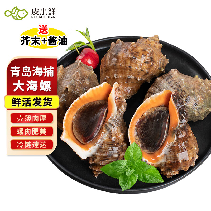皮小鲜【鲜活发货】青岛大海螺鲜活1500g海鲜贝类生鲜 鲜活海螺肉送芥末 大海螺 1500g （共13-18只）