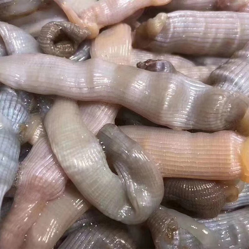 碟岛鲍哥200g*3盒装 沙蚕新鲜冷冻沙虫去内脏即食海虫子海鲜水产海