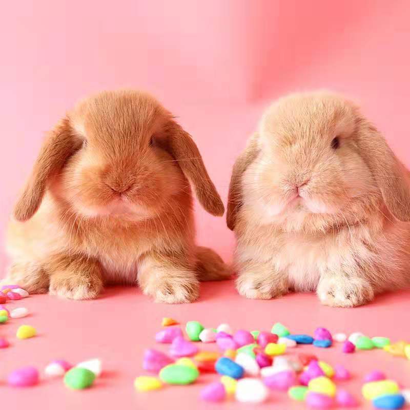 【京选推荐】小兔子活体长不大垂耳兔迷你熊猫小型侏儒兔茶杯兔宠物