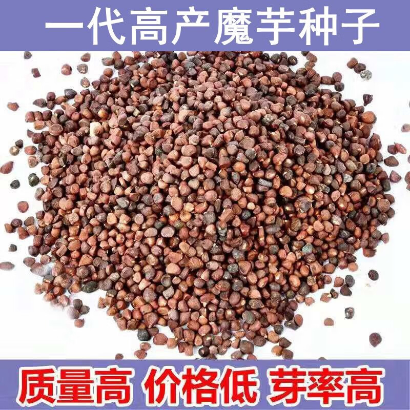 魔芋种子高产一代磨芋四季种植脱水消毒花魔芋种籽 白魔芋种子200粒