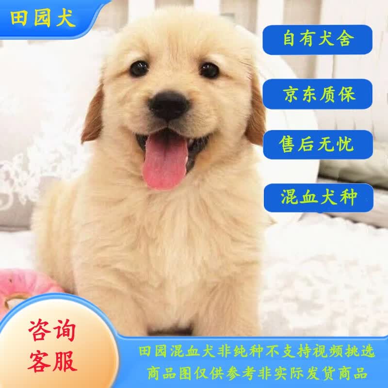 本秋混血中华田园犬金毛幼犬大型宠物狗狗活体幼崽巡回寻回犬宠物狗 金毛田园混血随机发不支持挑选 公属于什么档次？