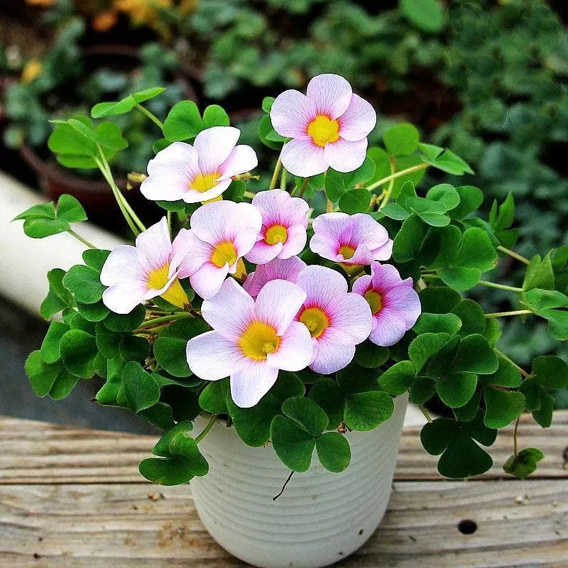 多色酢酱草四季开花紫色幸运草盆栽炸酱草办公桌 芙蓉醡浆草10个种球