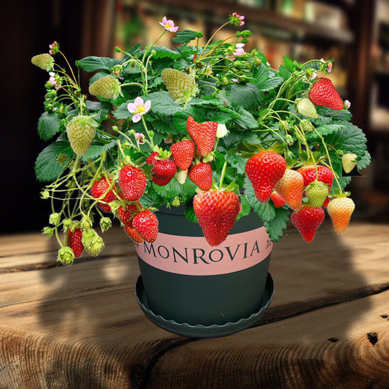 盆栽水果黄瓜50粒 盆土肥 拍2件加工具