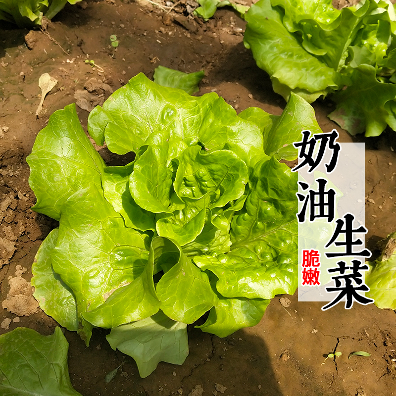 密之蓝天现摘现发农家种植奶油生菜400g生菜沙拉新鲜蔬菜生鲜叶菜类可生吃 400g