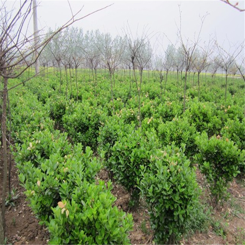 篱笆绿篱围墙绿化苗木耐寒耐旱四季常青黄杨 大叶黄杨球直径40厘米