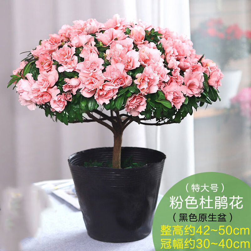 特大号粉色杜鹃花(简易袋)带花苞发货