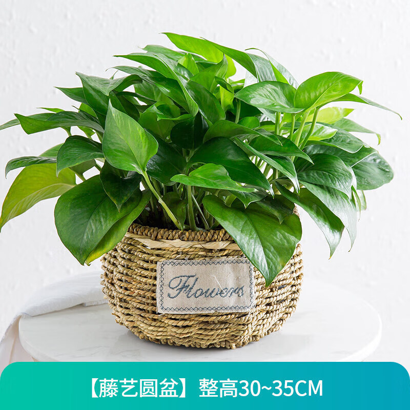 桌面有花绿萝盆栽植物花卉室内净化空气水培花卉绿植办公室盆栽吊 藤