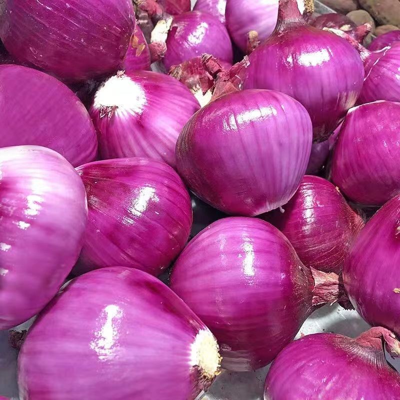 帆儿庄园新鲜洋葱新鲜时令蔬菜新鲜紫皮洋葱农家自种当季元 3斤